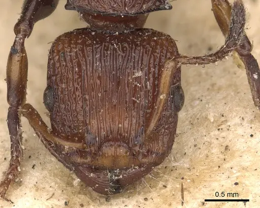 Podomyrma simillima specimen CASENT0901393 image casent0901393_2
