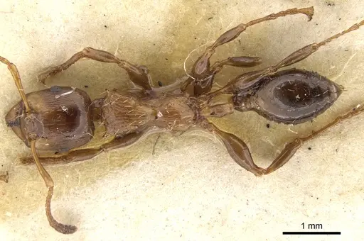 Podomyrma testacea specimen CASENT0902006 image casent0902006_1