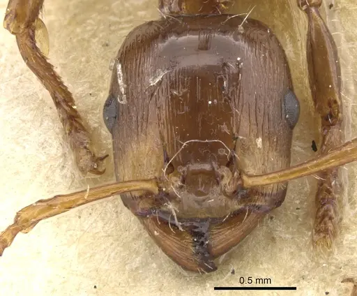 Podomyrma testacea specimen CASENT0902006 image casent0902006_2