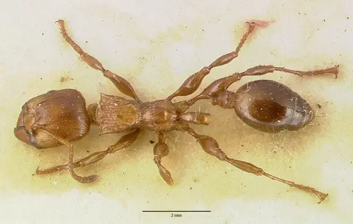 Podomyrma testacea specimen CASTYPE06995 image castype06995_1