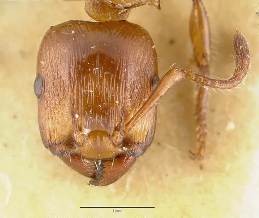 Podomyrma testacea specimen CASTYPE06995 image castype06995_2