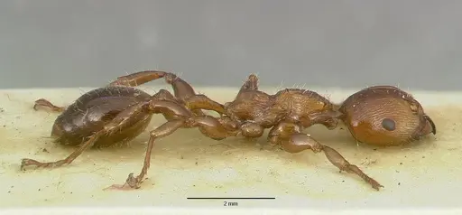 Podomyrma testacea specimen CASTYPE06995 image castype06995_3