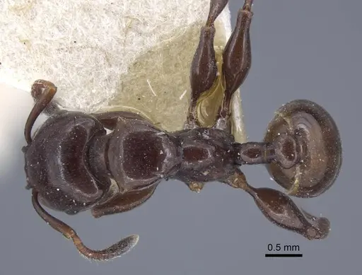 Podomyrma tristis specimen CASENT0917035 image casent0917035_1
