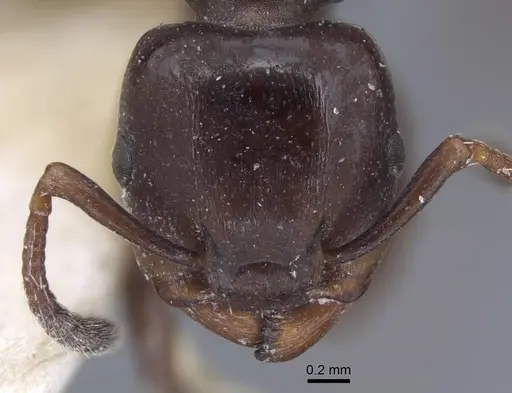 Podomyrma tristis specimen CASENT0917035 image casent0917035_2
