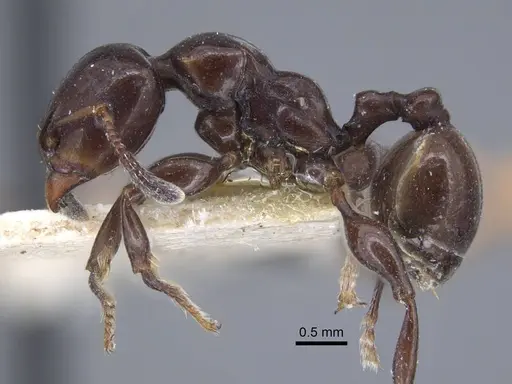 Podomyrma tristis specimen CASENT0917035 image casent0917035_3