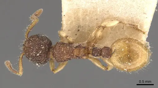 Podomyrma turneri specimen CASENT0908963 image casent0908963_1