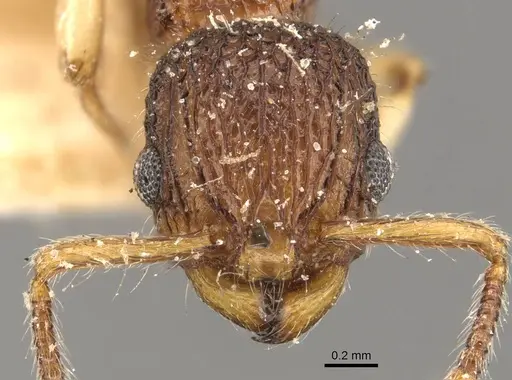 Podomyrma turneri specimen CASENT0908963 image casent0908963_2