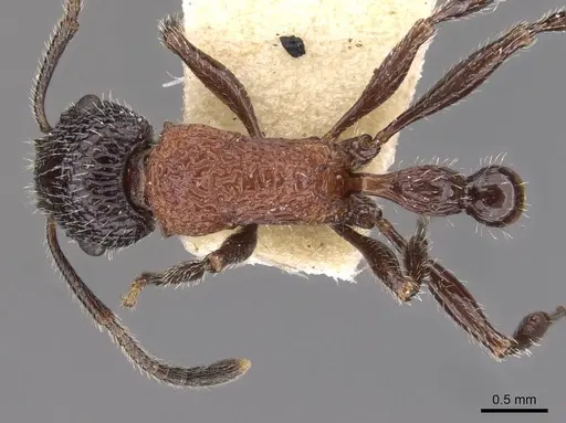 Poecilomyrma myrmecodiae specimen CASENT0908990 image casent0908990_1
