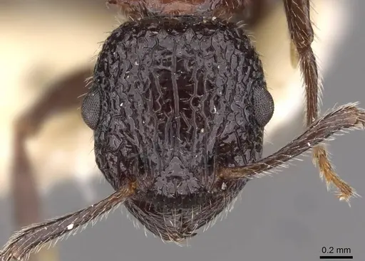 Poecilomyrma myrmecodiae specimen CASENT0908990 image casent0908990_3