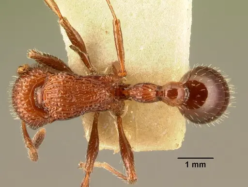 Poecilomyrma senirewae specimen CASENT0101901 image casent0101901_1