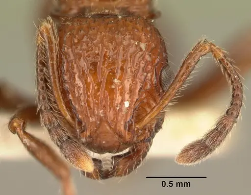Poecilomyrma senirewae specimen CASENT0101901 image casent0101901_2