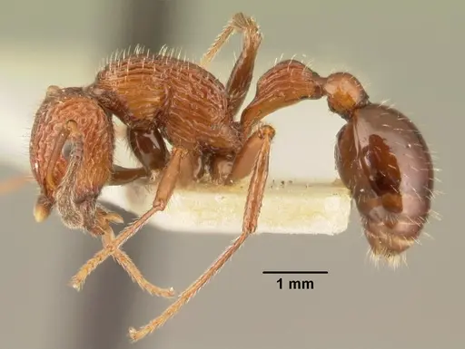 Poecilomyrma senirewae specimen CASENT0101901 image casent0101901_3