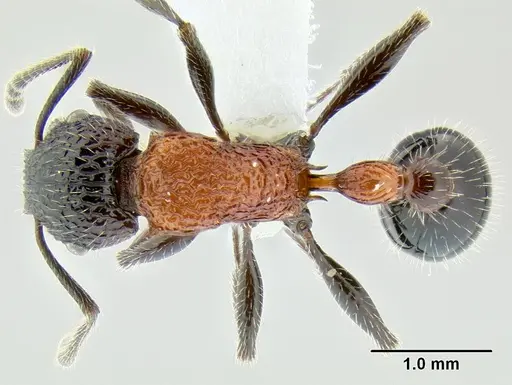 Poecilomyrma senirewae specimen CASENT0106144 image casent0106144_1