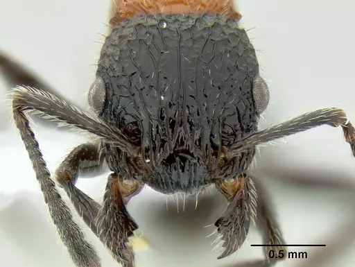 Poecilomyrma senirewae specimen CASENT0106144 image casent0106144_2