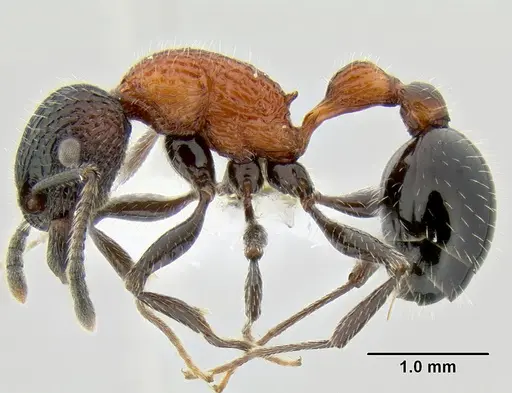 Poecilomyrma senirewae specimen CASENT0106144 image casent0106144_3