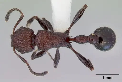 Poecilomyrma senirewae specimen CASENT0172278 image casent0172278_1