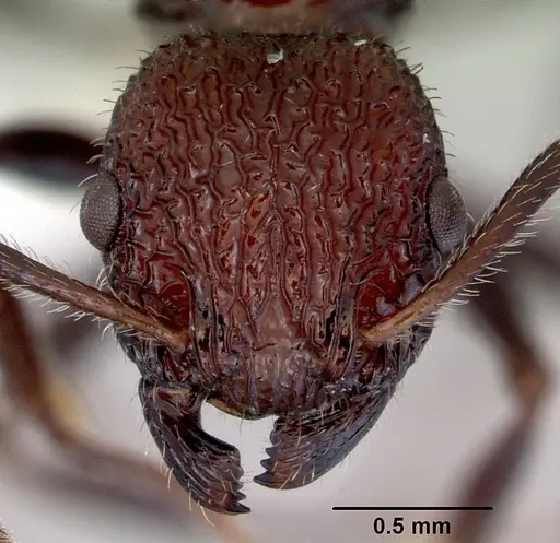 Poecilomyrma senirewae specimen CASENT0172278 image casent0172278_2