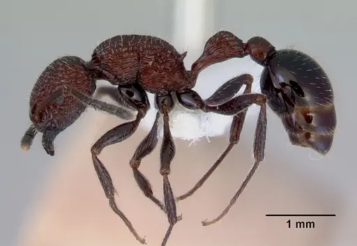 Poecilomyrma senirewae specimen CASENT0172278 image casent0172278_3