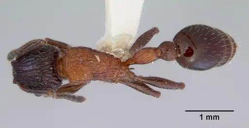Poecilomyrma senirewae specimen CASENT0172279 image casent0172279_1