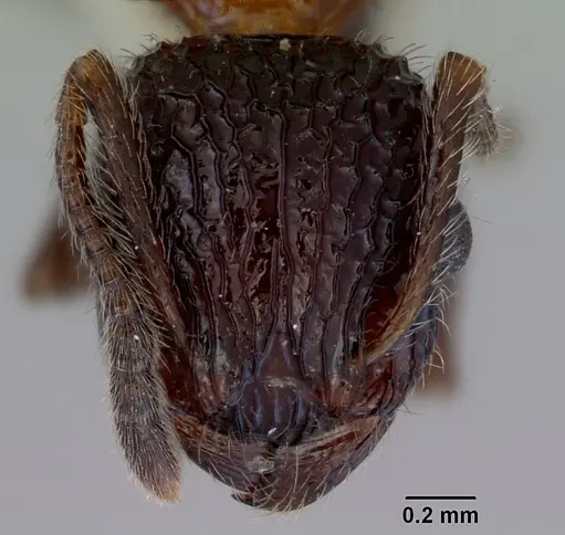 Poecilomyrma senirewae specimen CASENT0172279 image casent0172279_2