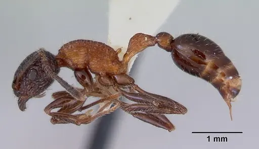 Poecilomyrma senirewae specimen CASENT0172279 image casent0172279_3