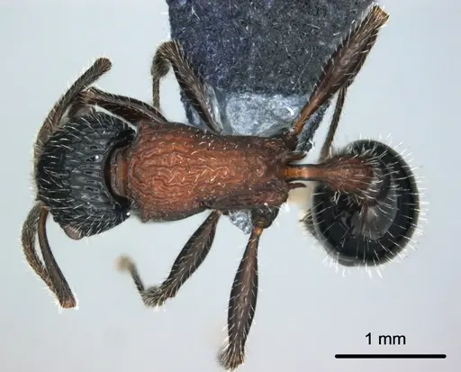 Poecilomyrma senirewae specimen CASENT0181551 image casent0181551_1