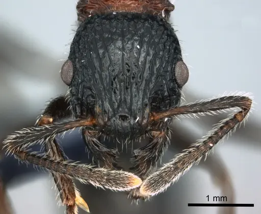 Poecilomyrma senirewae specimen CASENT0181551 image casent0181551_2