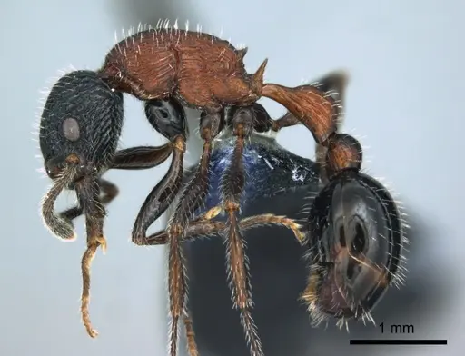 Poecilomyrma senirewae specimen CASENT0181551 image casent0181551_3
