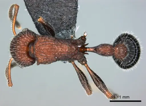 Poecilomyrma senirewae specimen CASENT0181574 image casent0181574_1