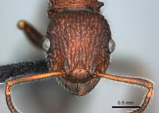 Poecilomyrma senirewae specimen CASENT0181574 image casent0181574_2