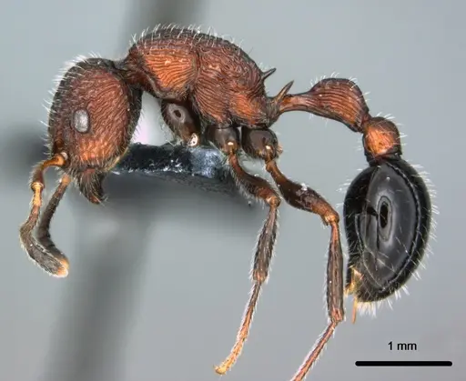 Poecilomyrma senirewae specimen CASENT0181574 image casent0181574_3