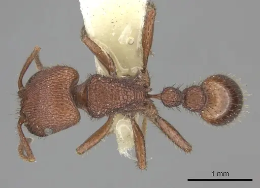 Pogonomyrmex abdominalis specimen CASENT0235283 image casent0235283_1