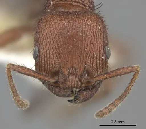 Pogonomyrmex abdominalis specimen CASENT0235283 image casent0235283_2