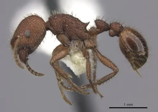 Pogonomyrmex abdominalis specimen CASENT0235283 image casent0235283_3