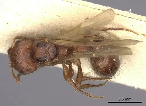 Pogonomyrmex abdominalis specimen CASENT0235284 image casent0235284_1