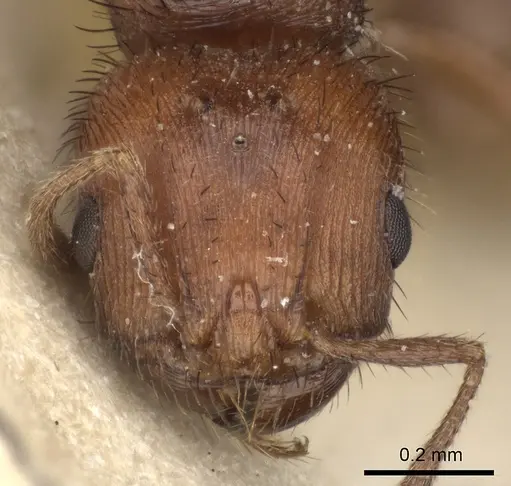 Pogonomyrmex abdominalis specimen CASENT0235284 image casent0235284_2