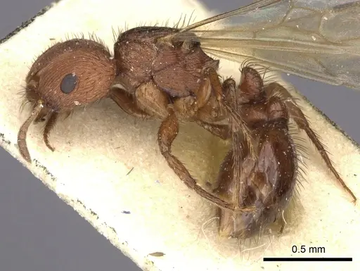 Pogonomyrmex abdominalis specimen CASENT0235284 image casent0235284_3
