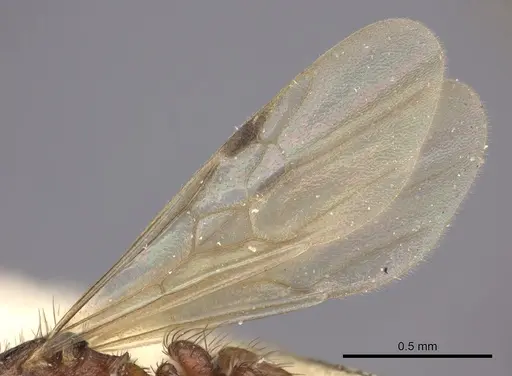Pogonomyrmex abdominalis specimen CASENT0235284 image casent0235284_4