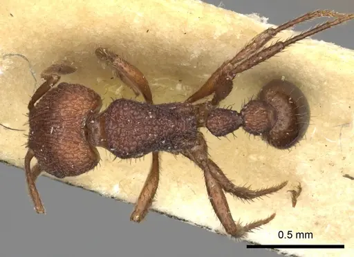 Pogonomyrmex abdominalis specimen CASENT0235285 image casent0235285_1