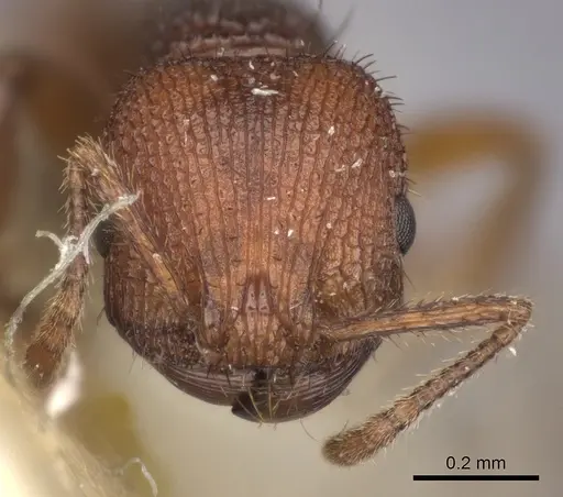 Pogonomyrmex abdominalis specimen CASENT0235285 image casent0235285_2