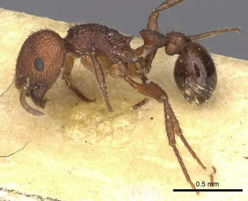 Pogonomyrmex abdominalis specimen CASENT0235285 image casent0235285_3