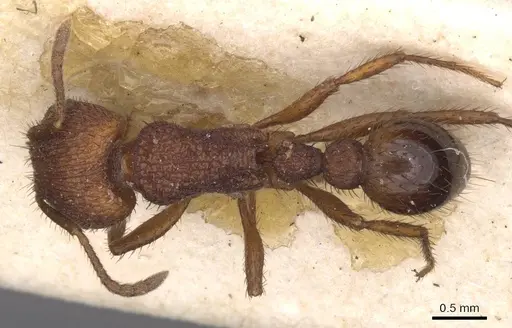 Pogonomyrmex abdominalis specimen CASENT0913090 image casent0913090_1
