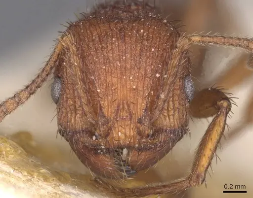 Pogonomyrmex abdominalis specimen CASENT0913090 image casent0913090_2