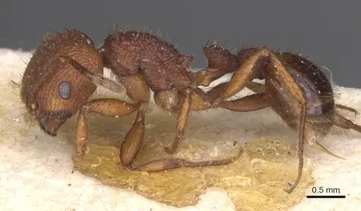 Pogonomyrmex abdominalis specimen CASENT0913090 image casent0913090_3