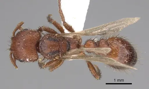 Pogonomyrmex abdominalis specimen CASENT0914378 image casent0914378_1
