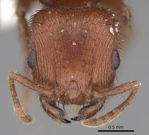 Pogonomyrmex abdominalis specimen CASENT0914378 image casent0914378_2