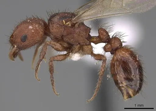 Pogonomyrmex abdominalis specimen CASENT0914378 image casent0914378_3