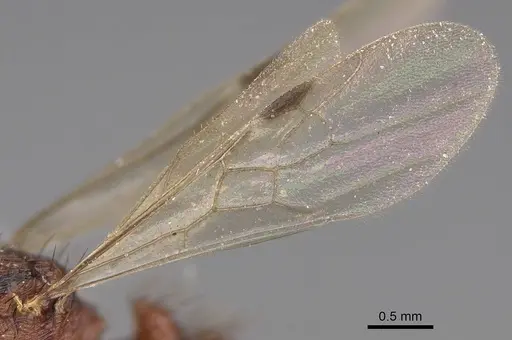 Pogonomyrmex abdominalis specimen CASENT0914378 image casent0914378_4
