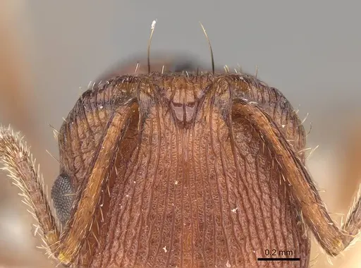 Pogonomyrmex abdominalis specimen CASENT0914813 image casent0914813_1