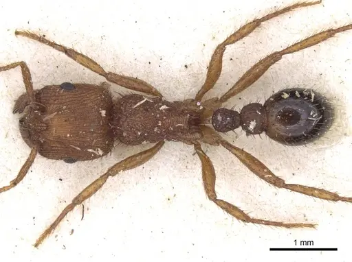 Pogonomyrmex abdominalis specimen CASENT0916915 image casent0916915_1